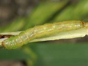  Chenille de Mesapamea secalis L. - �Kimmo Silvonen