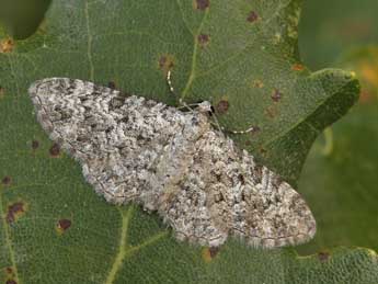 Eupithecia semigraphata Brd adulte - �Lionel Taurand