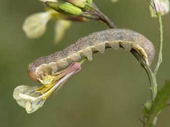  Chenille de Ammoconia senex Gey. - �Jeroen Voogd