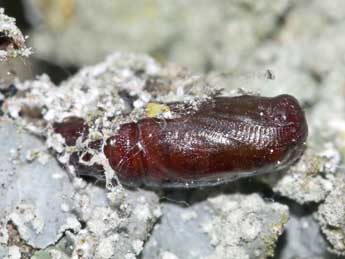  Chrysalide de Tephronia sepiaria Hfn. - �Jean-Paul Coat