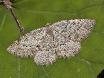 Yezognophos serotinaria D. & S. adulte - �Lionel Taurand