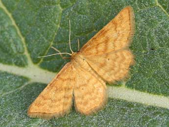 Idaea serpentata Hfn. adulte - �Lionel Taurand