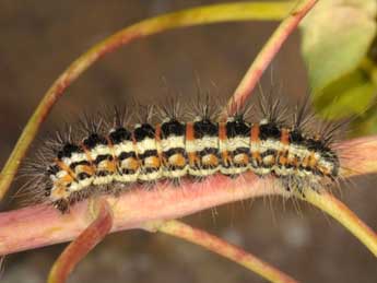  Chenille de Acronicta serratae Zerny - �Wolfgang Wagner, www.pyrgus.de