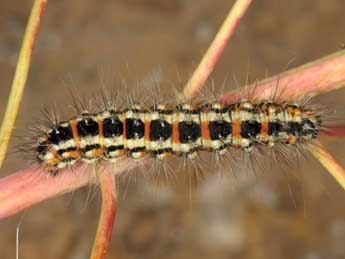  Chenille de Acronicta serratae Zerny - �Wolfgang Wagner, www.pyrgus.de