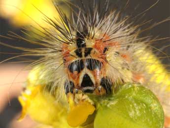  Chenille de Acronicta serratae Zerny - �Wolfgang Wagner, www.pyrgus.de