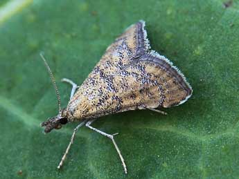 Hyperlais nemausalis Dup. adulte - �Lionel Taurand