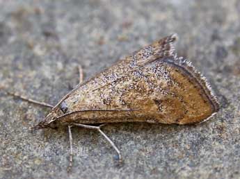 Hyperlais siccalis Gn. adulte - �Lionel Taurand