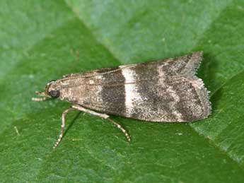 Elegia similella Zck. adulte - �Philippe Mothiron