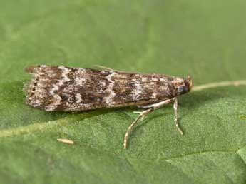 Dioryctria simplicella Hein. adulte - �Philippe Mothiron