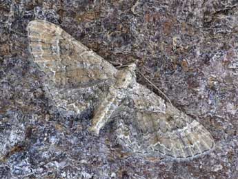 Eupithecia simpliciata Hw. adulte - �Dominique Halleux