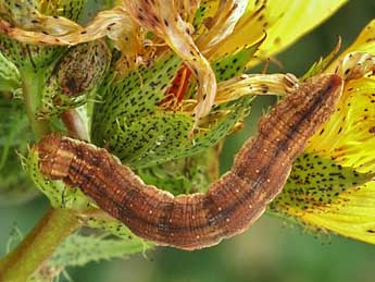  Chenille de Aplocera simpliciata Tr. - �Lionel Taurand