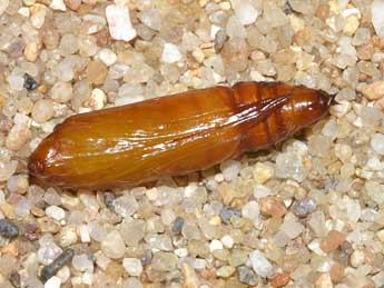  Chrysalide de Aplocera simpliciata Tr. - �Lionel Taurand