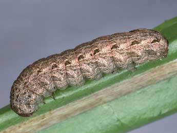  Chenille de Rhyacia simulans Hfn. - �Kimmo Silvonen