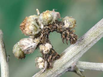  Chenille de Thetidia smaragdaria F. - �Philippe Mothiron