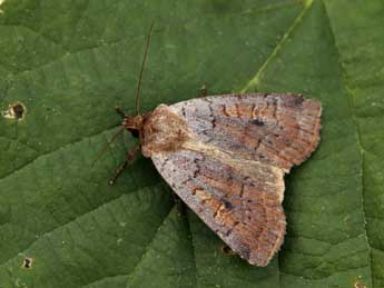 Protolampra sobrina Dup. adulte - �Lionel Taurand