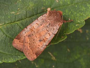 Protolampra sobrina Dup. adulte - �Philippe Mothiron