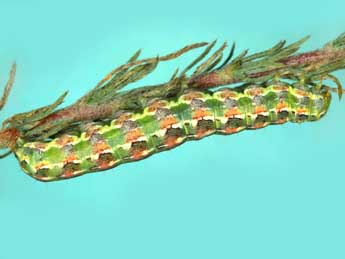  Chenille de Cardepia sociabilis Grasl. - �Jean Haxaire