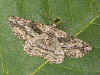 Synopsia sociaria Hb. adulte - �Philippe Mothiron