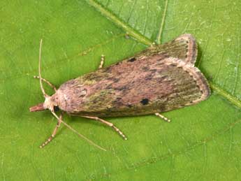 Aphomia sociella L. adulte - �Philippe Mothiron