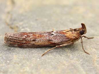 Selagia spadicella Hb. adulte - �Lionel Taurand