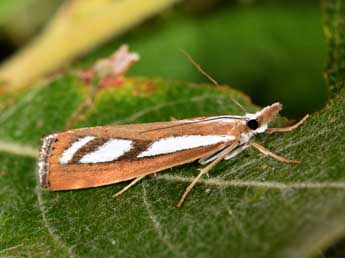 Catoptria speculalis Hb. adulte - �Philippe Mothiron
