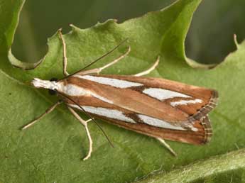 Catoptria speculalis Hb. adulte - �Philippe Mothiron