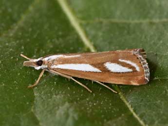 Catoptria speculalis Hb. adulte - �Philippe Mothiron