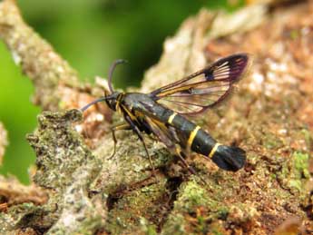 Synanthedon spuleri Fuchs adulte - �Ruben Meert