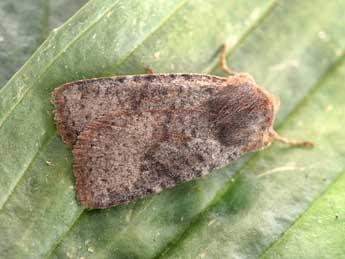 Conistra staudingeri Grasl. adulte - �Philippe Mothiron