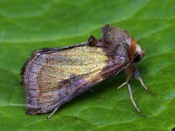 Diachrysia stenochrysis Warr. adulte - �Daniel Morel