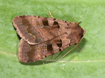 Xestia stigmatica Hb. adulte - �Philippe Mothiron