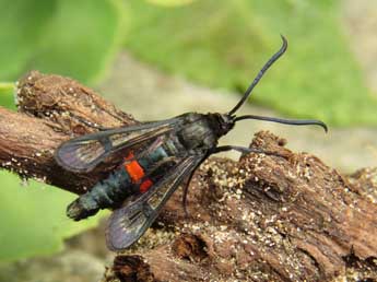 Synanthedon stomoxiformis Hb. adulte - �Ruben Meert