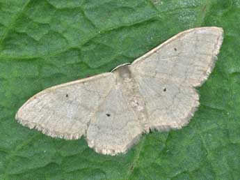 Idaea straminata Bkh. adulte - �Philippe Mothiron