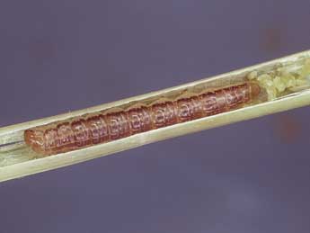  Chenille de Oligia strigilis L. - �Kimmo Silvonen