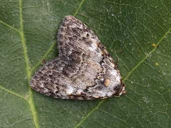 Meganola strigula D. & S. adulte - �Lionel Taurand