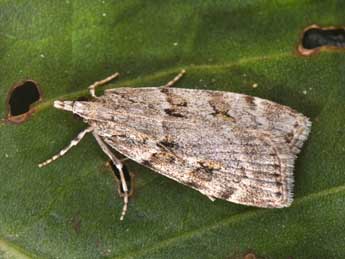 Scoparia subfusca Hw. adulte - �Philippe Mothiron