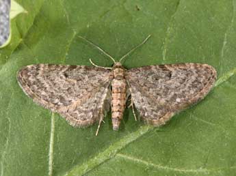 Eupithecia subfuscata Hw. adulte - �Philippe Mothiron