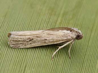 Amphithrix sublineatella Stgr adulte - �Lionel Taurand