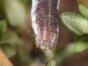  Chenille de Scopula submutata Tr. - �Philippe Mothiron