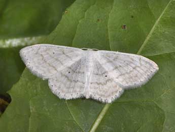 Scopula subpunctaria H.-S. adulte - �Philippe Mothiron