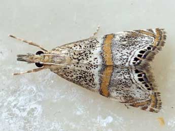 Euchromius superbellus Z. adulte - �Friedmar Graf