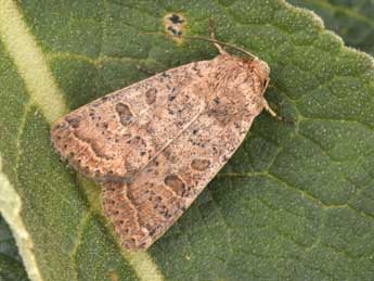 Hoplodrina superstes O. adulte - �Philippe Mothiron