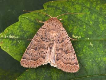 Hoplodrina superstes O. adulte - �Philippe Mothiron