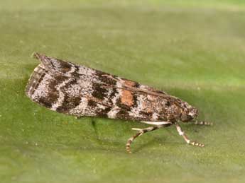 Dioryctria sylvestrella Rtzbg adulte - �Philippe Mothiron