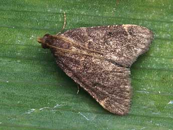 Stemmatophora syriacalis Rag. adulte - �Lionel Taurand