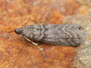 Episcythrastis tabidella Mann adulte - �Lionel Taurand