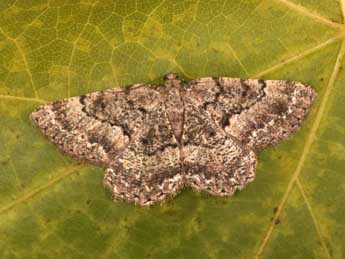 Selidosema taeniolaria Hb. adulte - �Philippe Mothiron