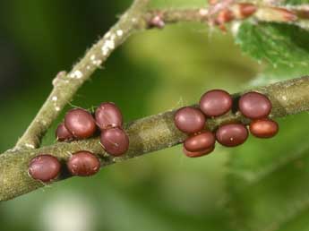  Oeuf de Aglia tau L. - �Philippe Mothiron