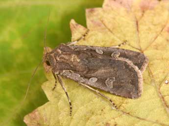 Euxoa temera Hb. adulte - �Philippe Mothiron