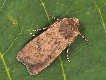 Euxoa temera Hb. adulte - �Philippe Mothiron